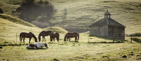 USA, California, Olema Horses and old barn